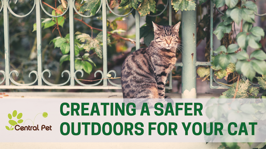 Creating a Safe Outdoor Space for Your Cat s Enjoyment